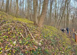 Winterlinge Die Gelbe Pracht In Jena 00008